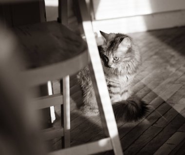 dışkı yakınındaki parke mutfak kedi