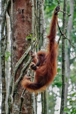 Orangutan yeşil ağaçlar bir arka plan üzerinde