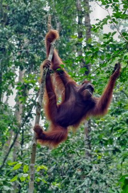 Orangutan yeşil ağaçlar bir arka plan üzerinde