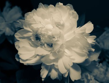 Beyaz şakayık çiçeği yakın plan. 