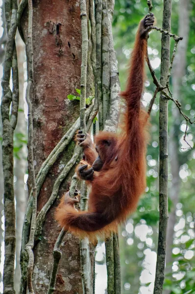 Orangutan on a background of green trees