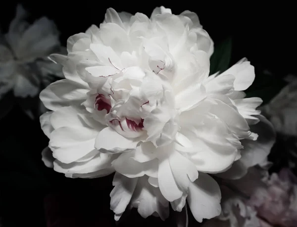 하얀 해바라기 꽃을 가까이 서 본 모습 — 스톡 사진