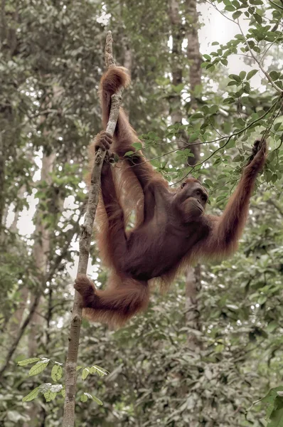 Orangutan yeşil ağaçlar bir arka plan üzerinde