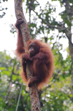 Orangutan yeşil ağaçlar bir arka plan üzerinde