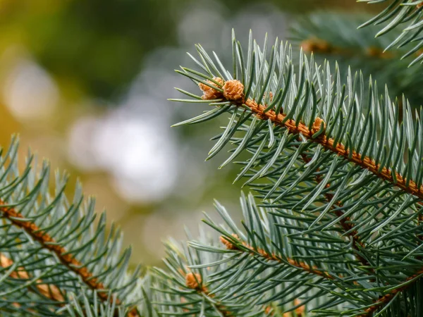 Ramo de pinheiro com cones — Fotografia de Stock