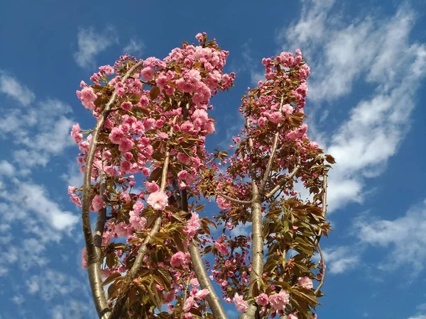 Bahar çiçek açan Sakura mavi gökyüzü karşı — Stok fotoğraf