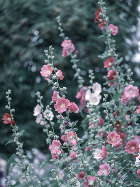 Άνθη μολόχας στον κήπο — Φωτογραφία Αρχείου