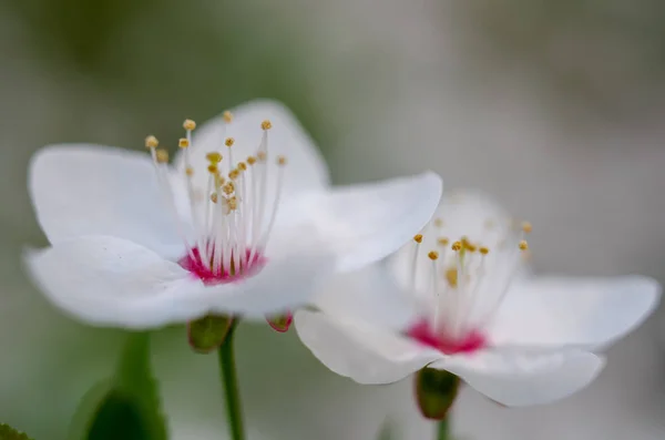 Flores de flor de cerejeira, macro — Fotografia de Stock