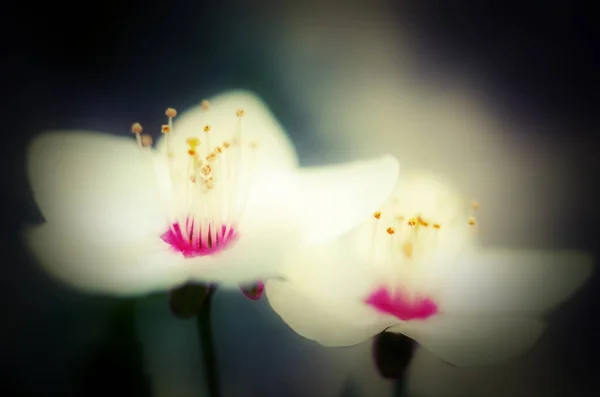 Fleurs de cerisier fleur, macro — Photo