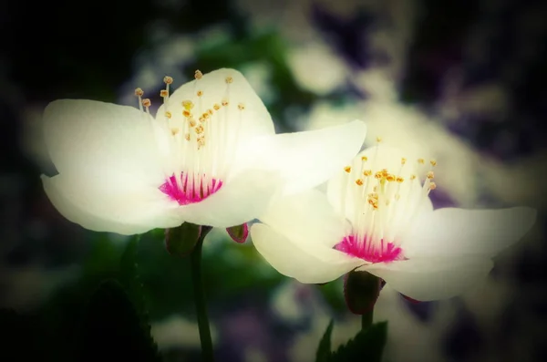 Flores de flor de cerezo, macro — Foto de Stock