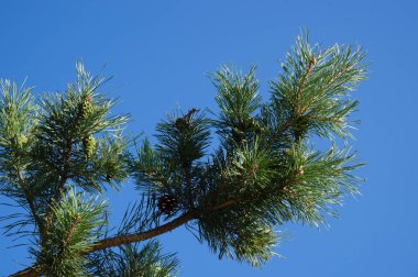 Mavi gökyüzüne karşı çam ağacı