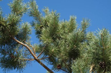 Mavi gökyüzüne karşı çam ağacı