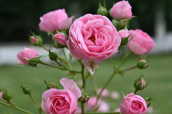 Flores de rosas en un rosal —  Fotos de Stock