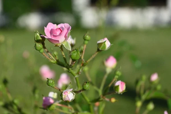 Flores de rosa em um arbusto de rosa — Fotografia de Stock