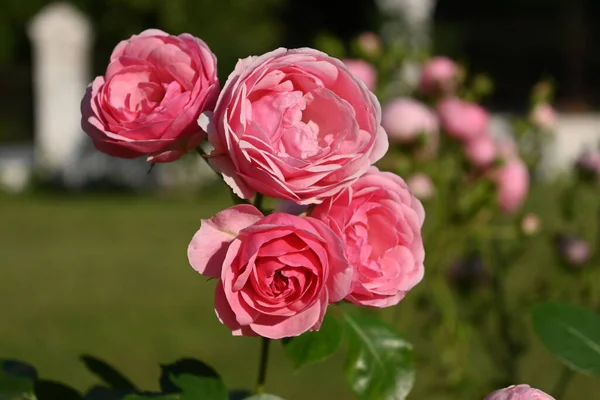 Flores de rosas en un rosal —  Fotos de Stock