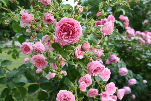 Flores de rosas en un rosal —  Fotos de Stock