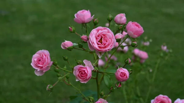 玫瑰花开在玫瑰花丛上 — 图库照片