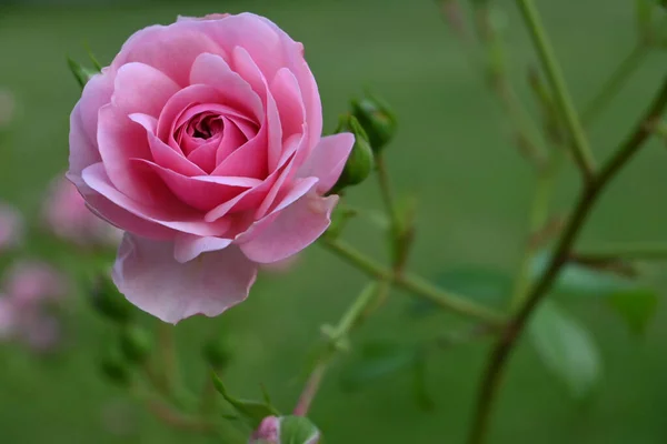 玫瑰花开在玫瑰花丛上 — 图库照片