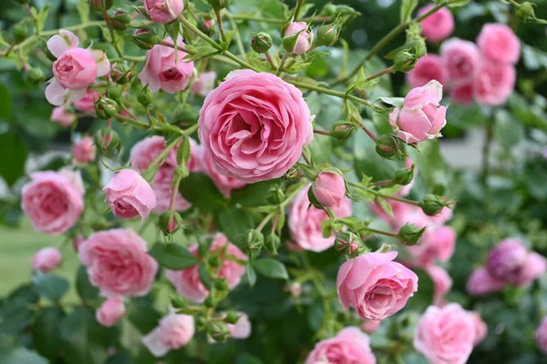 Flores de rosa em um arbusto de rosa — Fotografia de Stock
