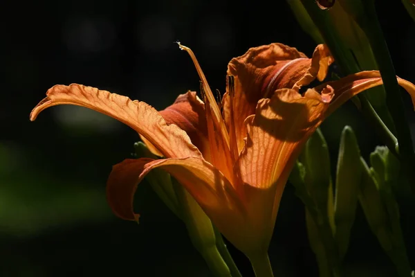 Lily blomma på mörk bakgrund, makro — Stockfoto