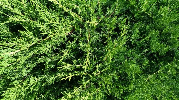 Planta del género de las gimnospermas - thuja —  Fotos de Stock