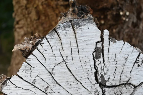 Tranche d'une souche de bois peinte avec de la peinture blanche — Photo