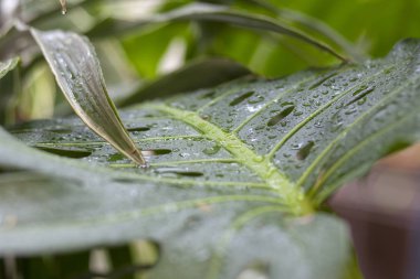 Yeşil yapraklara yağmur damlaları