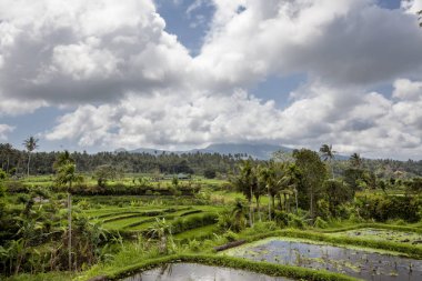 Güzel yeşil Teras paddy alanların Bali, Endonezya