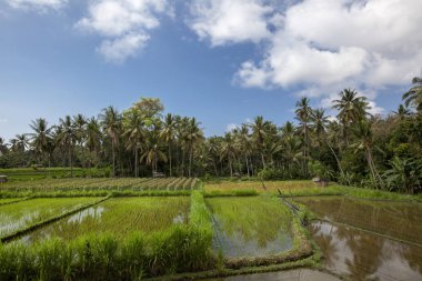Botsvana, Afrika Okavango Delta