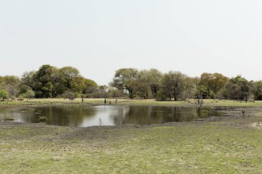 Afrika delta su yansıma Botsvana Afrika