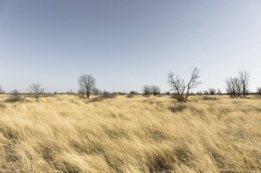 Bitki örtüsü Botswana'nın Makgadikgadi tava Milli Parkı'nda