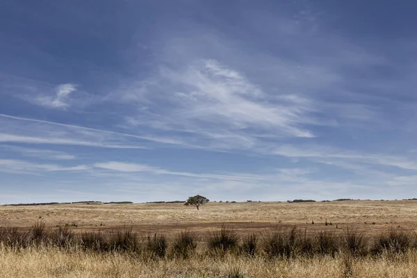 Árvore Eucalipto Campo Trigo Victoria Australia — Fotografia de Stock