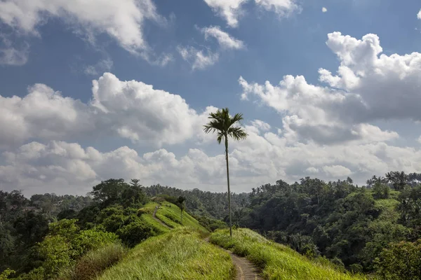 Καταπληκτικό Πράσινο Ρύζι Πεδίο Ουμπούντ Μπαλί Ινδονησία — Φωτογραφία Αρχείου