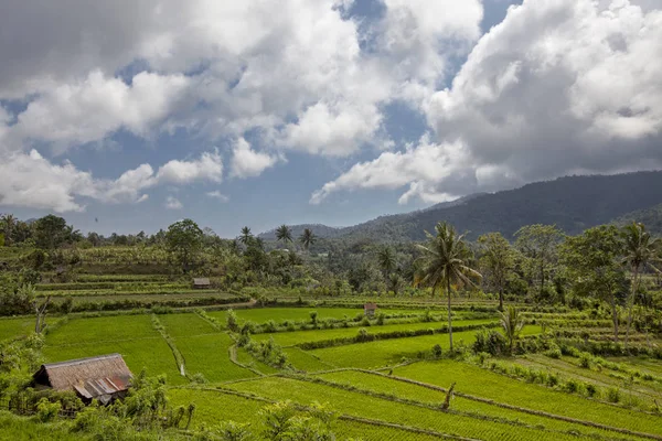 Bali Ρύζι Βεράντες Όμορφη Και Δραματική Ορυζώνες Της Jatiluwih Στο — Φωτογραφία Αρχείου