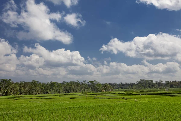 Beautiful Natural Landscape Green Rice Field — Stock Photo, Image