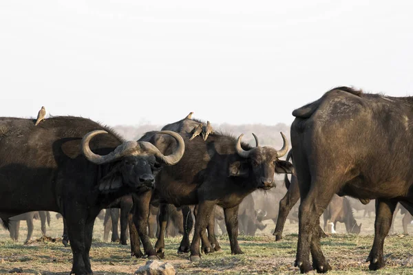 African Buffalo Cape Buffalo — Stock Photo, Image