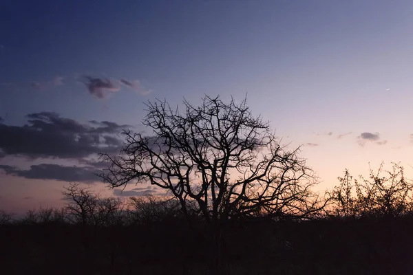 Захід Сонця Над Дельтою Кеванго Ботсвані — стокове фото