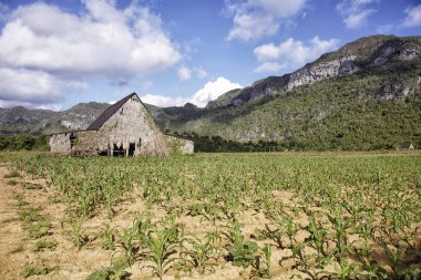Vinales Vadisi tütün için kurutma makinesi