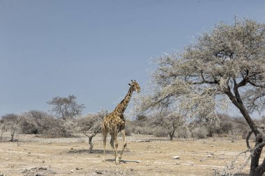 Damaraland, Namibya gezici bir yalnız erkek zürafa (zürafa zürafa angolensis). Kendi kendine sürücü safari 