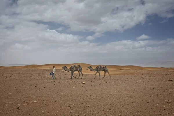 Uomo Berbero Indigeno Con Dromedari Cammelli Che Viaggiano Nel Deserto — Foto Stock