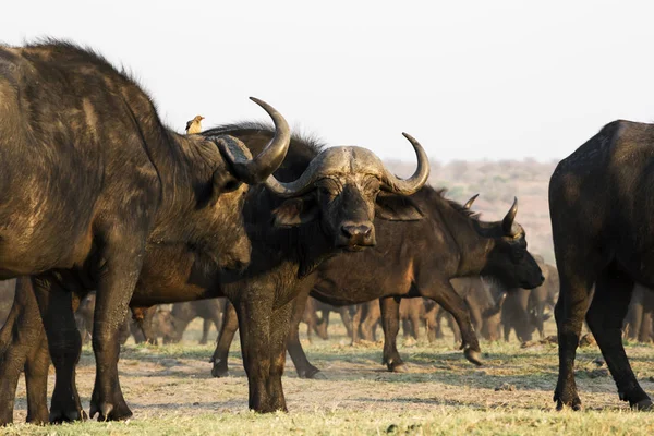 Buffalo Africano Savana África Austral — Fotografia de Stock