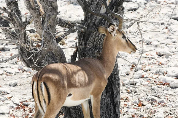 Antelope Natuur Van Woestijn Namibië Zuid Afrika — Stockfoto