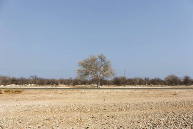 Black-backed jakhals in etosha national park Namibië
