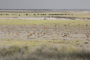 Springbok (Antidorcas keseli) çölde bir antilop sürü