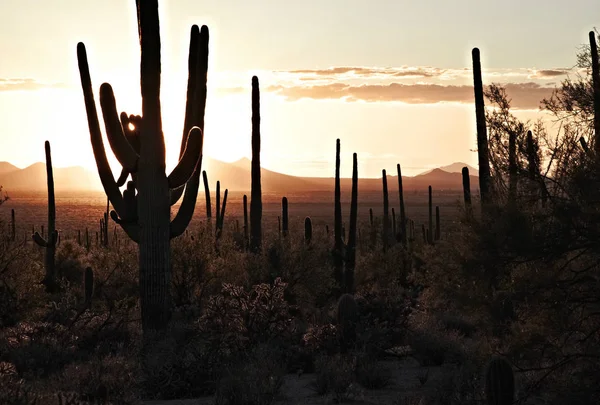 gün batımında Saguaro'lar tucson mountain Park, arizona, Amerika Birleşik Devletleri
