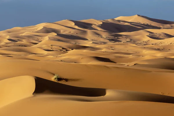 Dunas Areia Amanhecer Deserto Saara Morocco — Fotografia de Stock