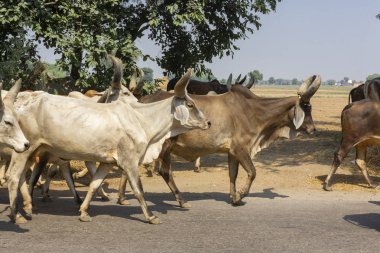 serbestçe Hindistan caddelerinde yürüyen bir grup Kutsal inek