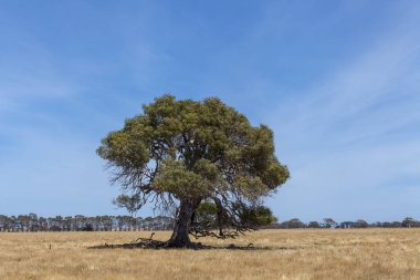 Grampians Victoria - ağacında kuru padok, Avustralya