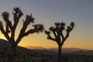 Joshua Tree National Park, Kaliforniya üzerinde bize bir günbatımı 2 ağaçlar