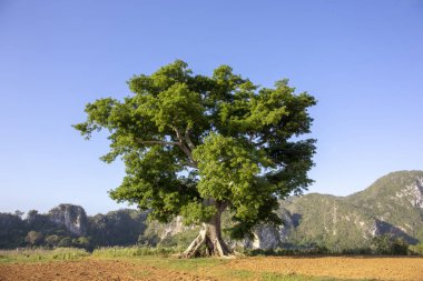 Vinales Vadisi günbatımında ağacında güzel